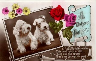 Vintage Birthday Greeting Postcard: Sealyham & Fox Terrier Dogs