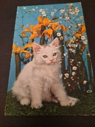 Vintage Cat Postcard.  White And Gray Kitten.  Flowers.  Chrome.  Italian.