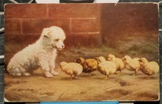 1907 Cute Little White Puppy Dog & Baby Chicks Chickens Vintage Postcard