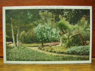 Vintage White Border Postcard - Cactus Garden,  Southern California/ca/cal