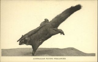 Flying Phalanger Marsupial Exhibit Field Museum Chicago Il Vintage Postcard