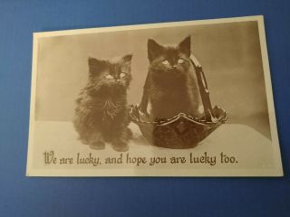 Vintage Cat Postcard.  2 Black Kittens,  One In Candy Dish.  British.  Written 1931.