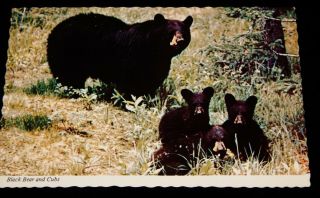 Vintage Postcard,  Black Bear With Cubs In The Woods,  Idaho Souvenir,  Id