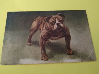 Vintage Dog Postcard.  Art.  English Bulldog.  American Postcard.  Mailed.