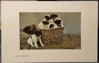 1910 Jack Russell Terrier Dog Breed Puppies Vintage Postcard