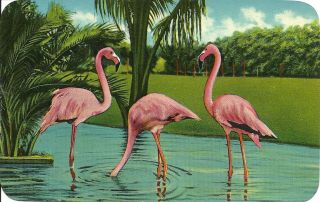 1900c Vintage Postcard - Rare Bird Farm Flamingos - Miami Florida