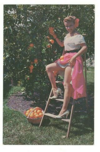 Sexy Woman Showing Her Legs Florida Oranges Vintage Postcard Af119