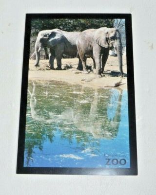 Postcard Vintage 4 X 6 The Kansas City Zoo African Elephant