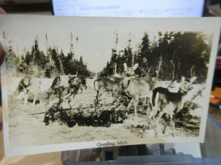 Vintage Old Postcard Michigan Grayling Real Photo Picture Deer Forest Generic