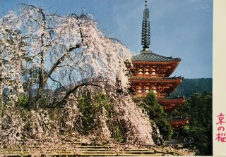 Daigoji Temple Cherry Blossoms,  5 Story Pagoda,  Japan Vintage Postcard,  Unposted
