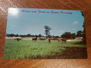 Vtg Horse Postcard Mares & Foals Scenic Kentucky Blue Grass Farm Kodachrome Rppc