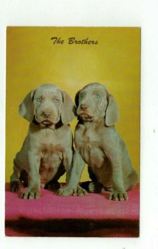 Vintage 1962 Animal Dog Puppy Post Card Weimaraner Pups " The Brothers "