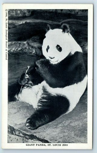 Vintage Postcard Giant Panda Eating St Louis Zoo Missouri Mo
