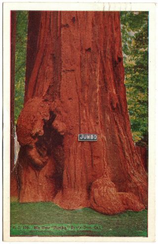 S.  C.  110 Big Tree Jumbo Redwood Santa Cruz Ca Vintage Postcard 1931