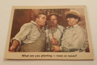 The Three Stooges - 1959 Fleer Trading Card 69 " What Are You Planting.  " - Vg