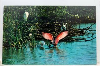 Florida Fl Everglades Roseate Spoonbill Postcard Old Vintage Card View Standard