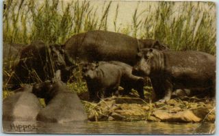 Vintage South Africa Postcard Kruger National Park " Hippos " C1940s Dick Wolff