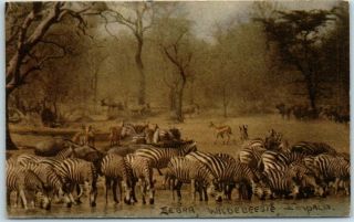 Vintage South Africa Postcard Kruger National Park " Zebra Wildebeast Impala "