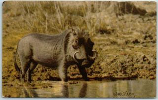 Vintage South Africa Postcard Kruger National Park " Warthog " C1940s Dick Wolff