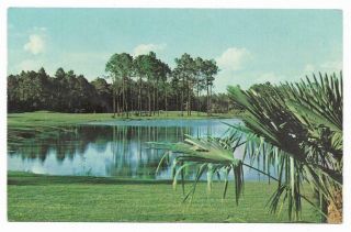 Vintage Florida Chrome Postcard Orlando Disney Palm Course Golf