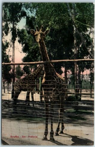 Vintage Pretoria South Africa Postcard Zoo Scene - Giraffes Hand - Colored