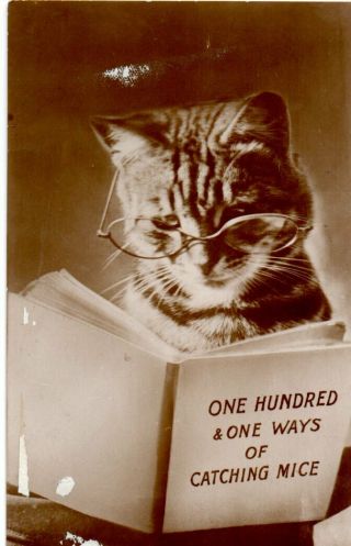 Vintage Postcard: Cat Reading A Book