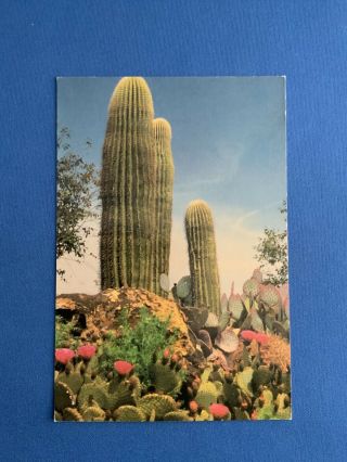 Giant Saguaro: Carnagia Gigantea.  Vintage Postcard 4 X 6