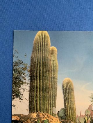 Giant Saguaro: Carnagia Gigantea.  Vintage Postcard 4 X 6 2