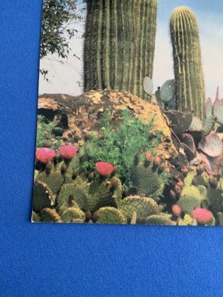 Giant Saguaro: Carnagia Gigantea.  Vintage Postcard 4 X 6 3