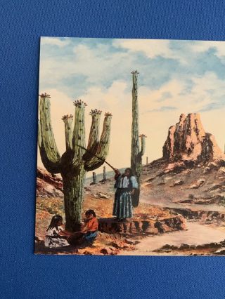 Papago Family Picking Saguaro Cactus Fruit.  Vintage Postcard 4 X 6 2