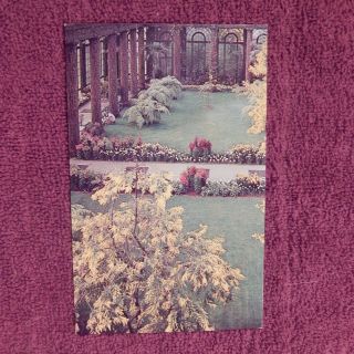 Vintage Postcard Longwood Gardens,  Kennett Square,  Pa. ,  Acacia Specimens