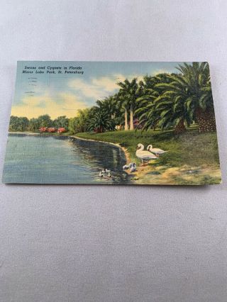 Vintage Saint St.  Petersburg Florida Fl Postcard Mirror Lake Park Curt Teich