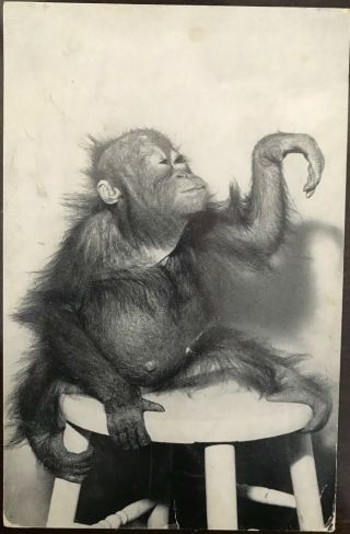 Vintage Postcard " Andy,  A Young Orang - Utan " At The Bronx Zoo,  Nyc,  Ny