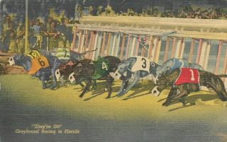 Vintage Florida Linen Postcard They 