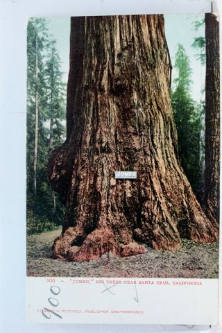 California Ca Santa Cruz Big Trees Jumbo Postcard Old Vintage Card View Standard