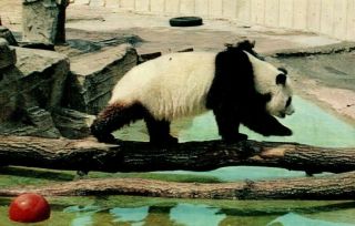 Vintage Postcard: Giant Panda At The Zoo