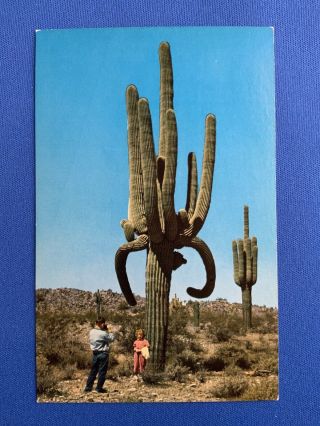 Desert Giants.  Giant Saguaro Cacti.  Arizona Vintage Postcard
