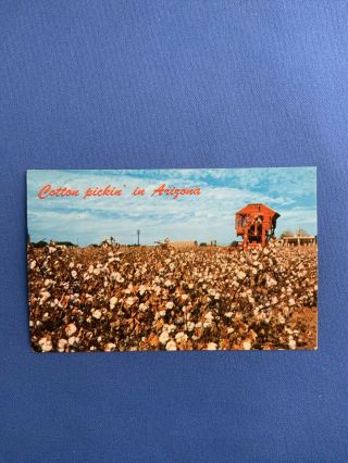 Cotton Pickin’ In Arizona Vintage Postcard