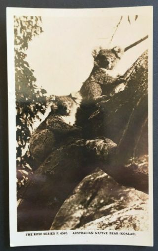 Vintage Postcard Australia Rose Series Australian Native Bear Koalas