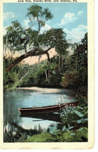 1918 Vintage Arch Tree,  Tomoka River,  Near Daytona,  Fla.  Florida Postcard