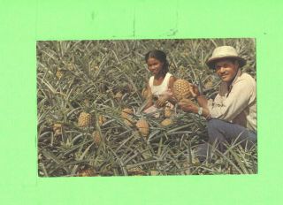 Zz Postcard Martinique Pine Apple Gathering Men And Black Woman Beauty