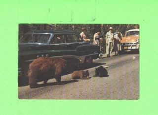 Zz Postcard Mother Bear With Cub S Old Car Post Card