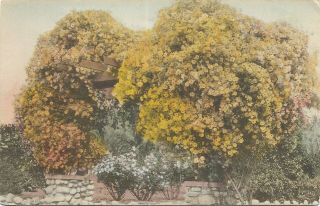 Vintage Hand Color Postcard,  Gold Of Ophir Roses,  Pasadena,  Ca