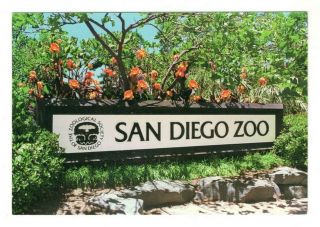 San Diego Zoo California Vintage 4.  5x6.  5 Postcard Eb116