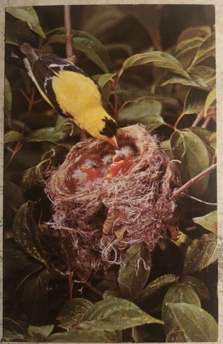Vintage Postcard American Goldfinch Spinus Tristis Usa C1966 14x9cm