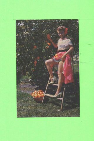 Oo Postcard Sexy Woman Beauty Piking Oranges Florida