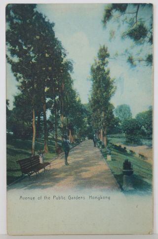 Vintage Postcard Avenue Of The Public Gardens Hongkong Hong Kong