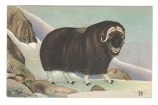 Musk Ox Wildlife Of Northwest And Alaska Vintage Postcard Lo12