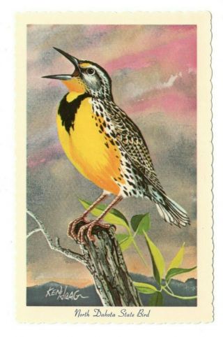 Western Meadow Lark North Dakota State Bird Vintage Postcard Af72