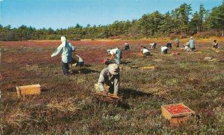 Vintage Massachusetts Chrome Postcard Cranberry Harvest On Cape Cod Ocean Spray